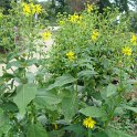 Silphium perfoliatum (4)